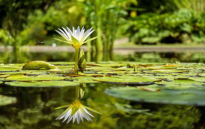 Imagen de un estanque como los que se pueden encontrar en los jardines más bonitos de Girona / PIXABAY