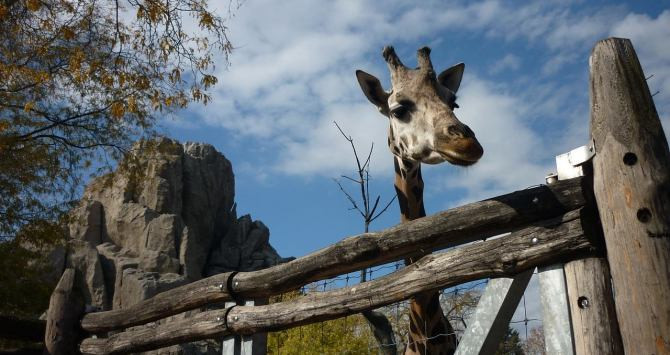 Una jirafa en un zoológico / CG