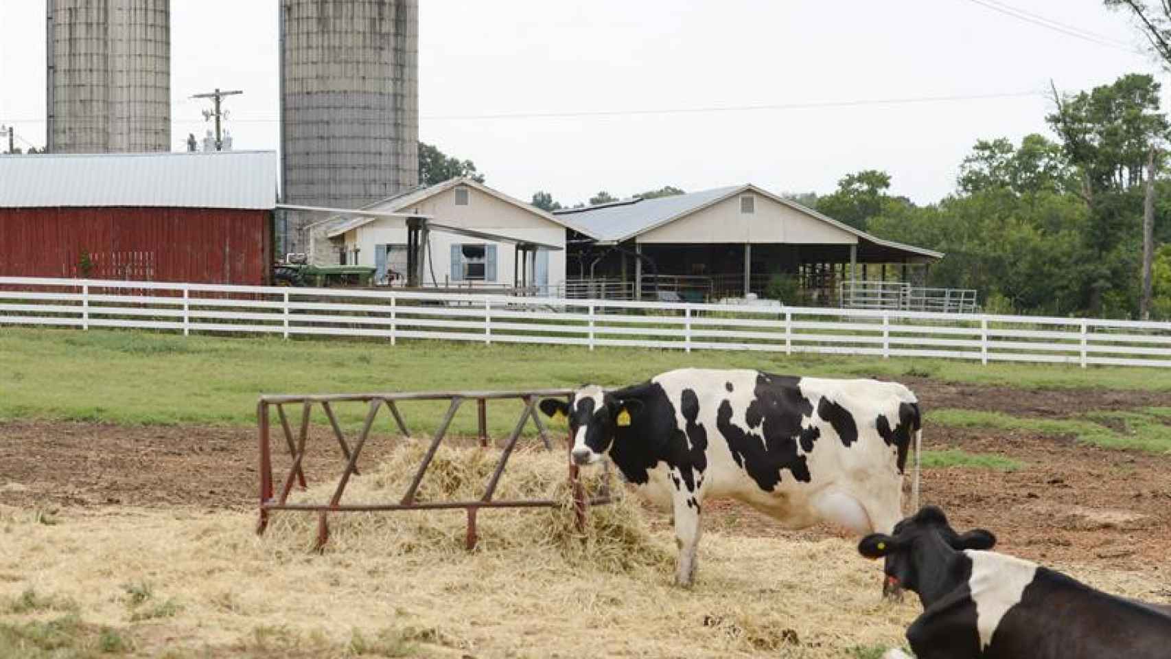 Dos vacas en una planta de producción de Llet Nostra / EFE