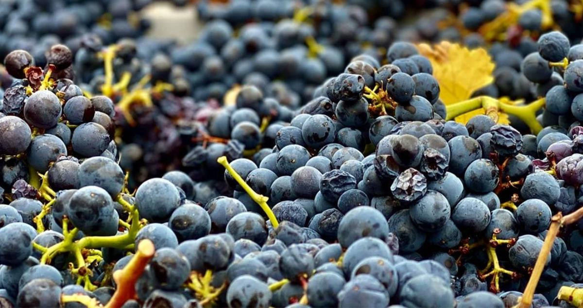 Detalle de uva de Campo de Borja / CAMPO DE BORJA