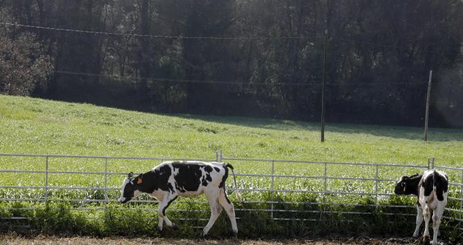 Vacas pastando en la granja Can Ribas