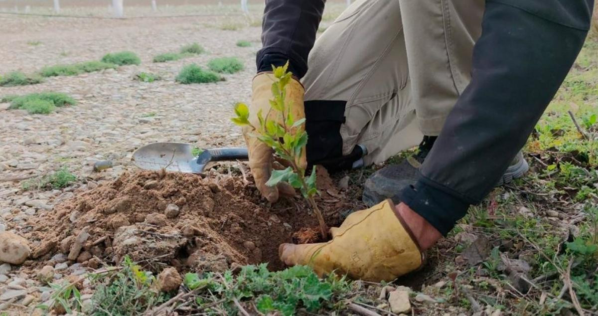 Un trabajador del Borges International Group realiza un transplante / BIG