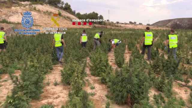 Los Mossos d'Esquadra, la Policía Nacional y la Guardia Civil en una de las plantaciones de marihuana intervenidas en el Maresme y Tarragona / MINISTERIO DEL INTERIOR