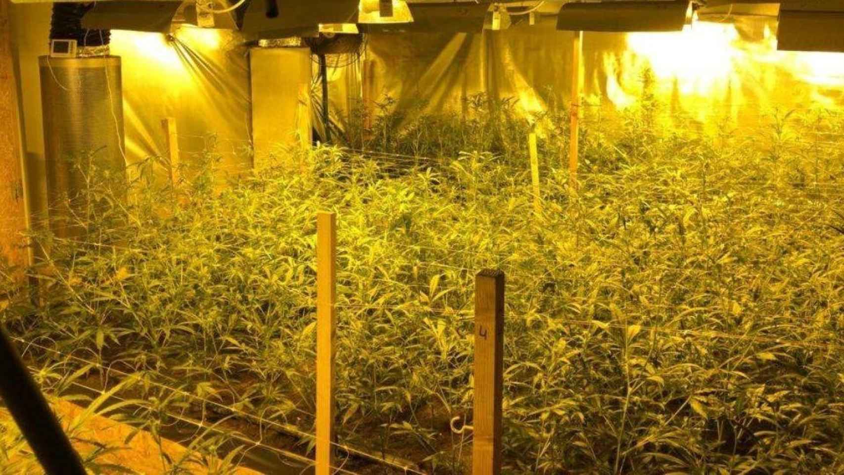 Una plantación de marihuana en una casa de Premià de Dalt (Barcelona) / MOSSOS