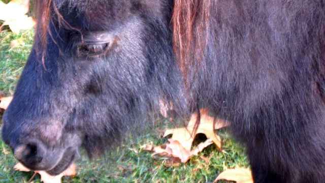 Un poni en un parque / EUROPA PRESS