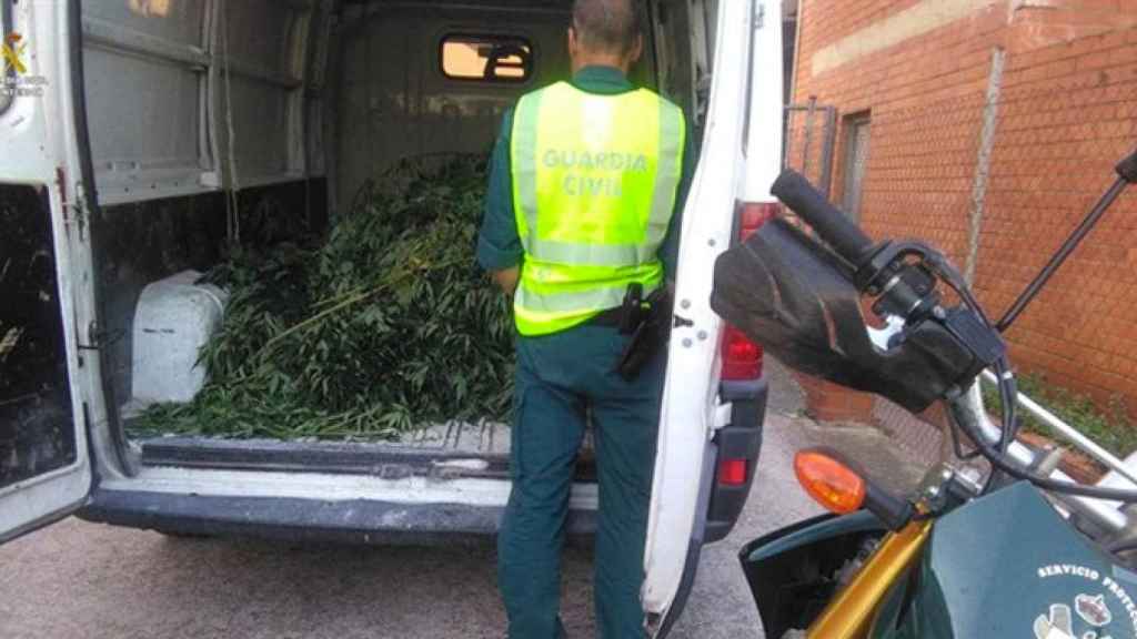 Un agente de la Guardia Civil junto a plantas de marihuana en una operación policial anterior / GUARDIA CIVIL