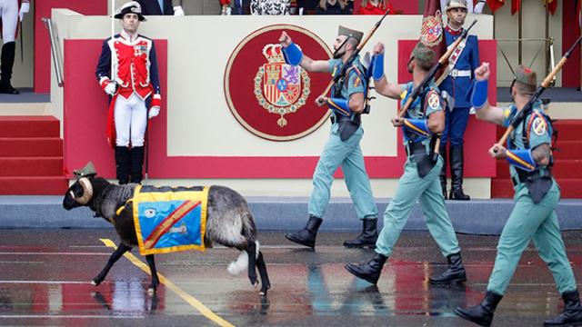 Miura, la cabra de la legión en el desfile de la Hispanidad de 2016 | EFE