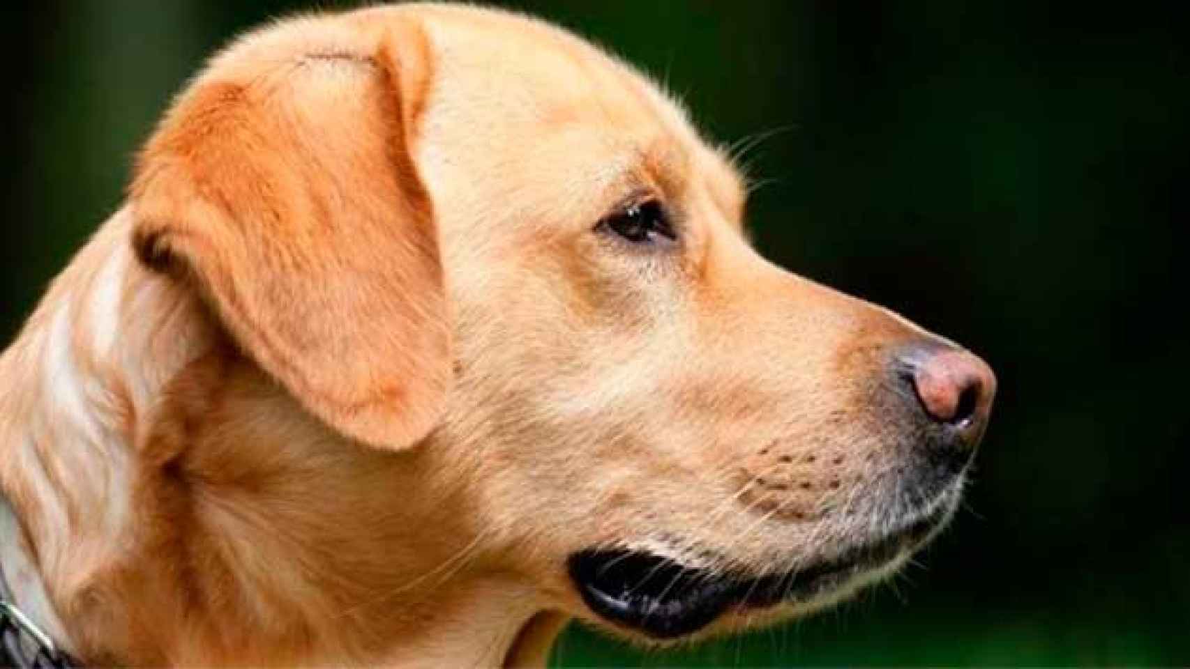 Un perro labrador en una foto de archivo / Europa Press