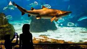 Un tiburón en uno de los parques temáticos de animales / AQUARIUM DE BARCELONA