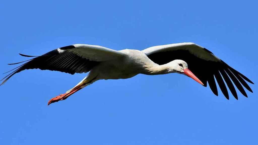 Cigüeña volando / PIXABAY