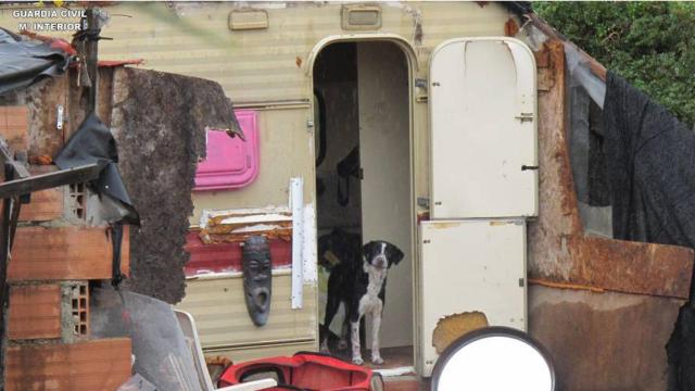 Los animales presentaban diversas enfermedades, lesiones cutáneas e infecciones graves / Guardia Civil
