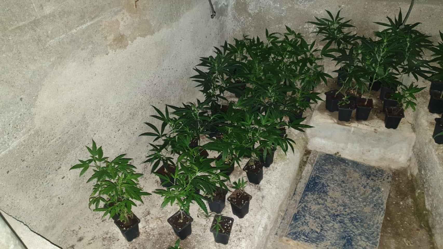 Algunas plantas de marihuana localizadas por los Mossos d'Esquadra en el operativo / EP