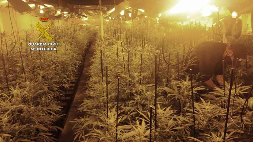 Plantación de marihuana desmantelada en Granollers / GUARDIA CIVIL