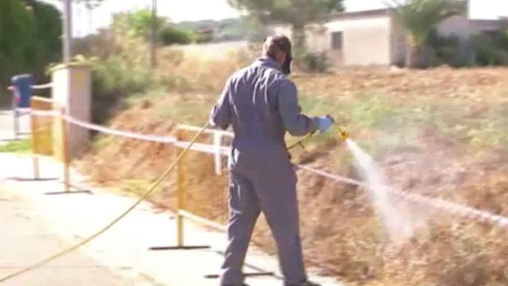 Un operario fumiga las zonas por donde llegaron las chinches a la localidad ampurdanesa de Bàscara / TV3