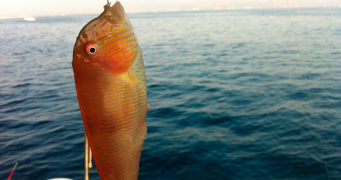raor pesca baleares
