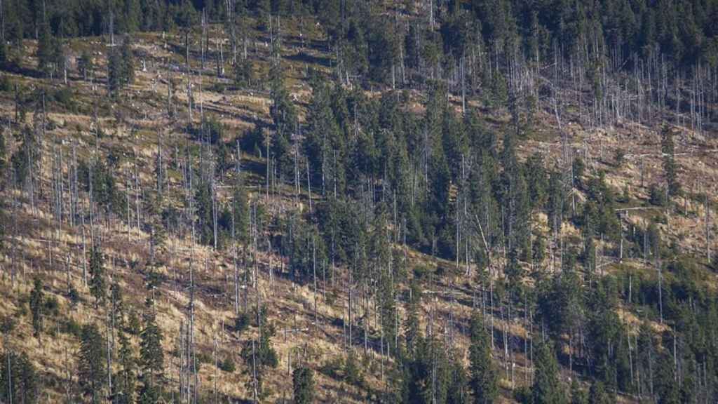 Un bosque que necesita un proceso de reforestación