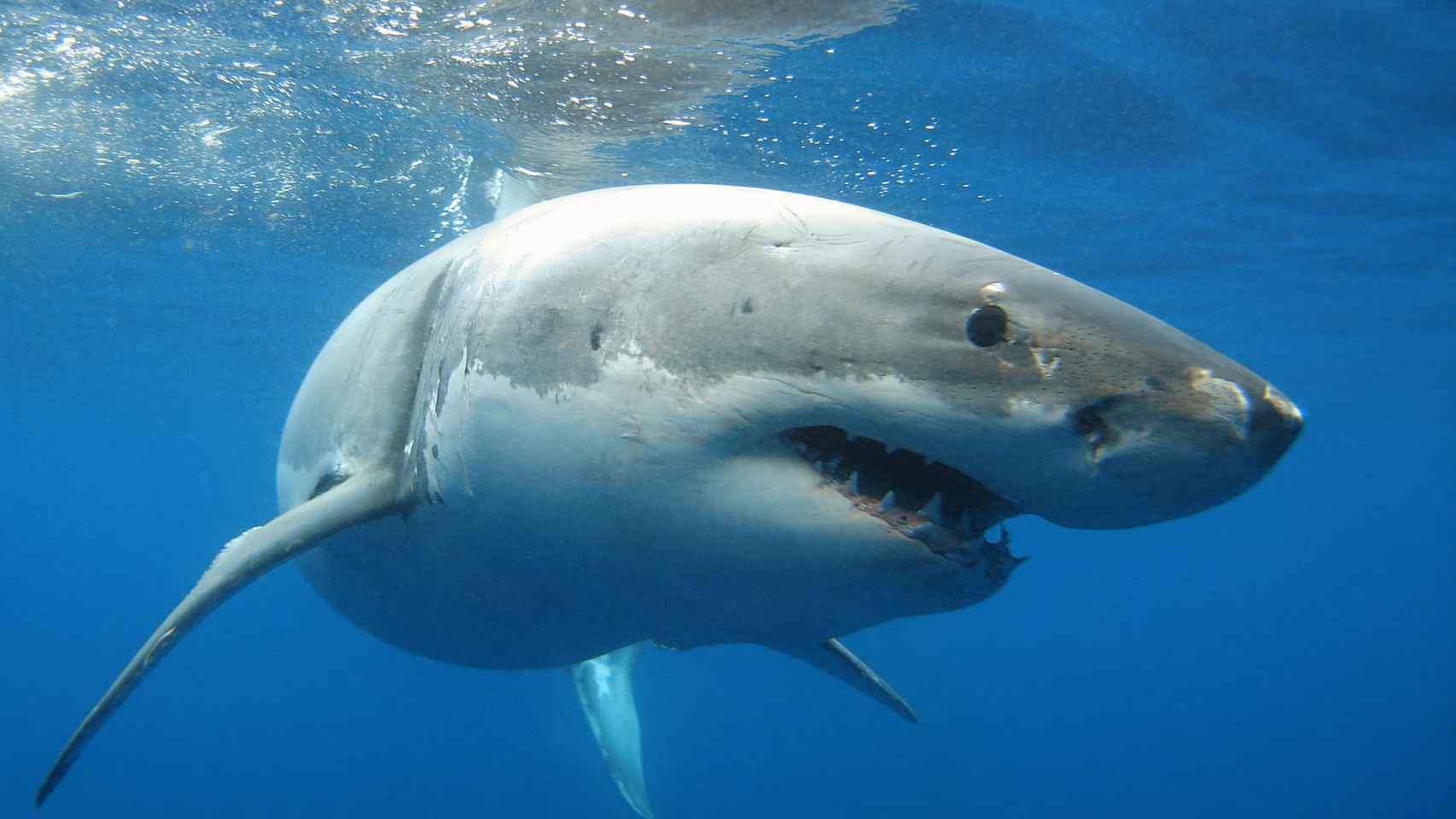 Tiburones blancos