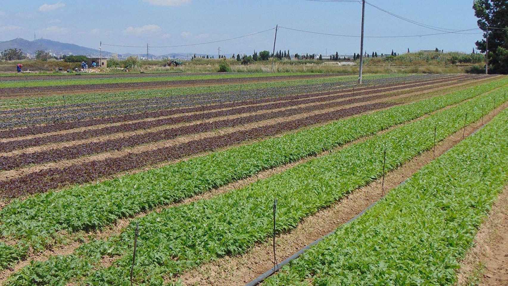 Campo Agrícola de Viladecans (Barcelona), que según Unió de Pagesos probablemente estará afectado por el proyecto de ampliación del Aeropuerto de Barcelona-El Prat / UNIÓ DE PAGESOS