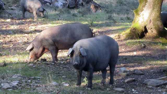 El cerdo ibérico tiene una tonalidad oscura / YOLANDA CARDO