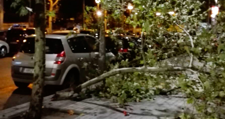 Un árbol caído en la ciudad de Barcelona tras los aguaceros del jueves / CG