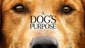 Cartel de 'A Dog's Purpose' / CG