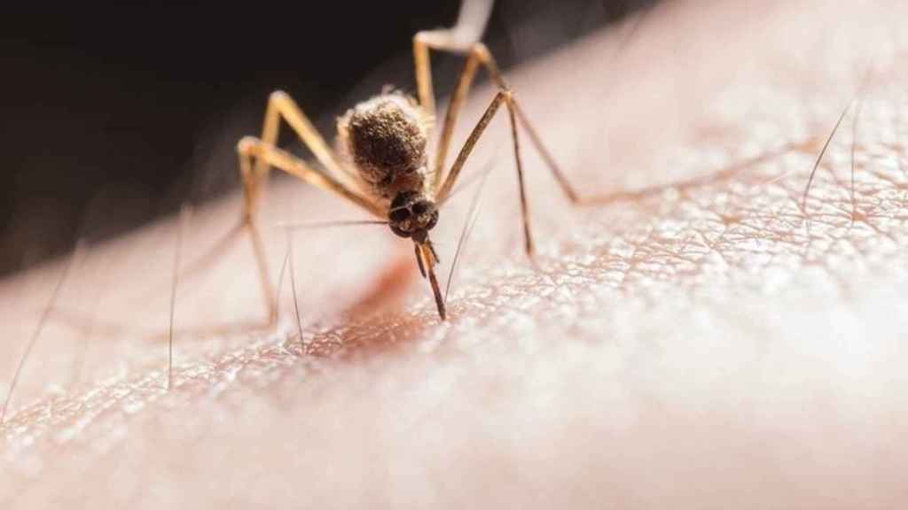 Los mosquitos transmiten el parasito 'plasmodium', que causa la malaria / EUROPA PRESS