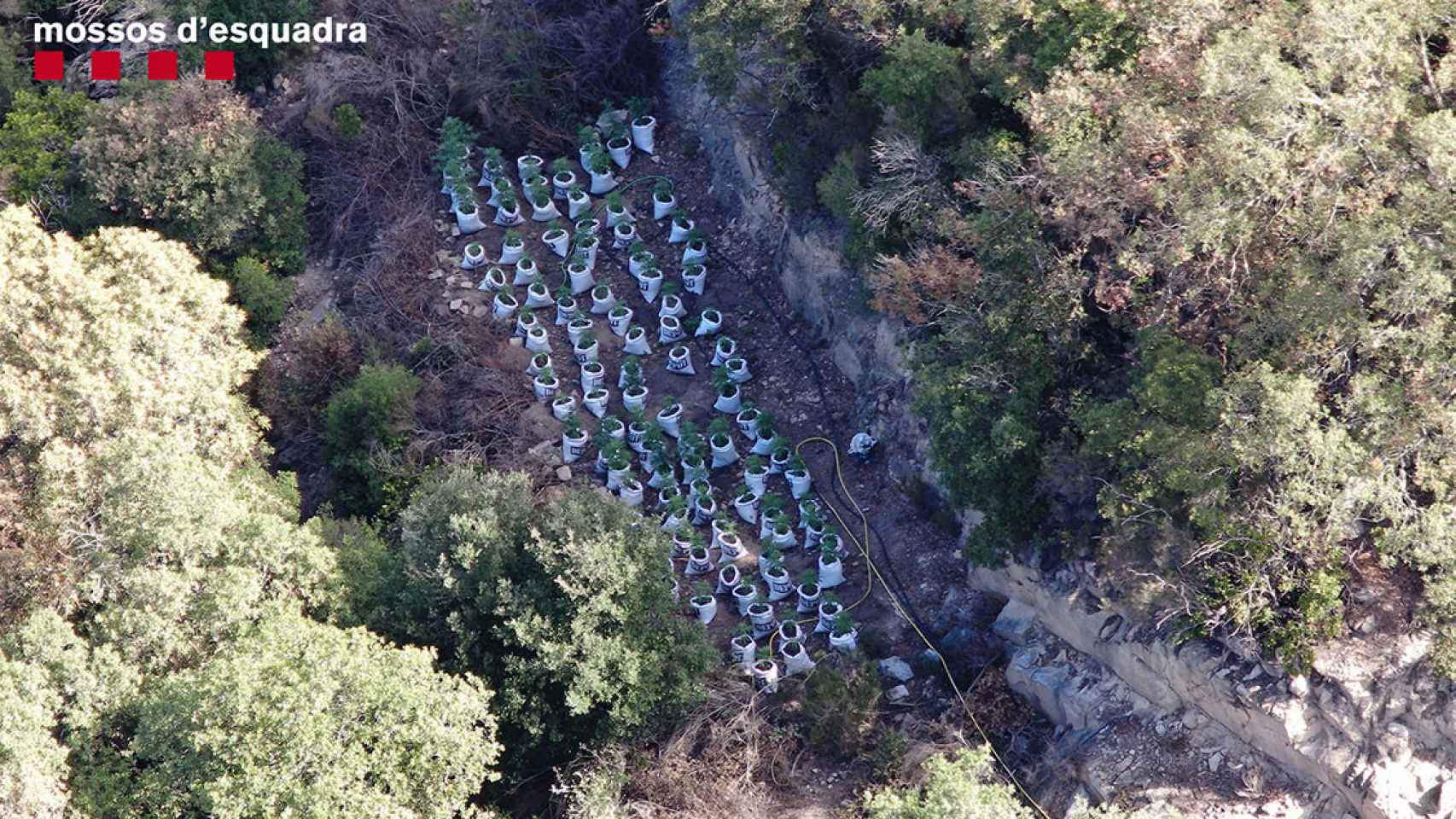 Plantación de marihuana en el pantano de Susqueda descubierta por los Mossos d'Esquadra / MOSSOS