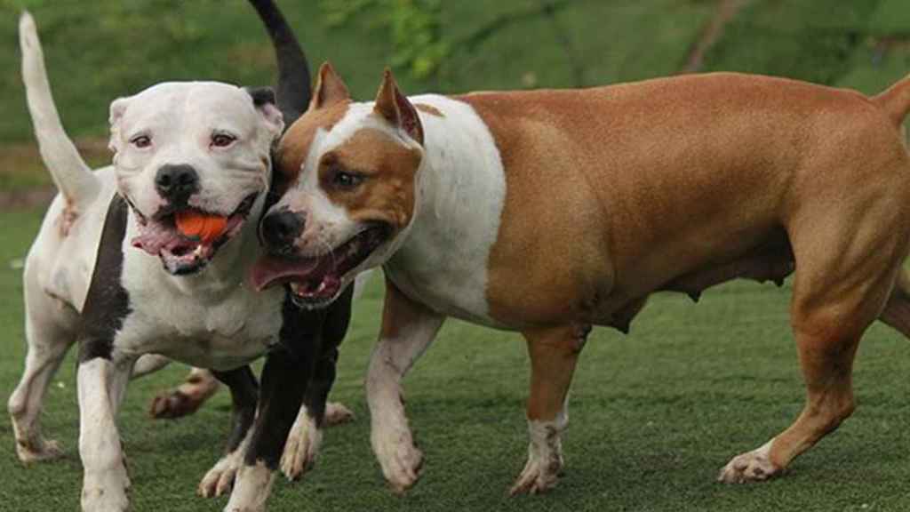 Dos pitbulls / CD