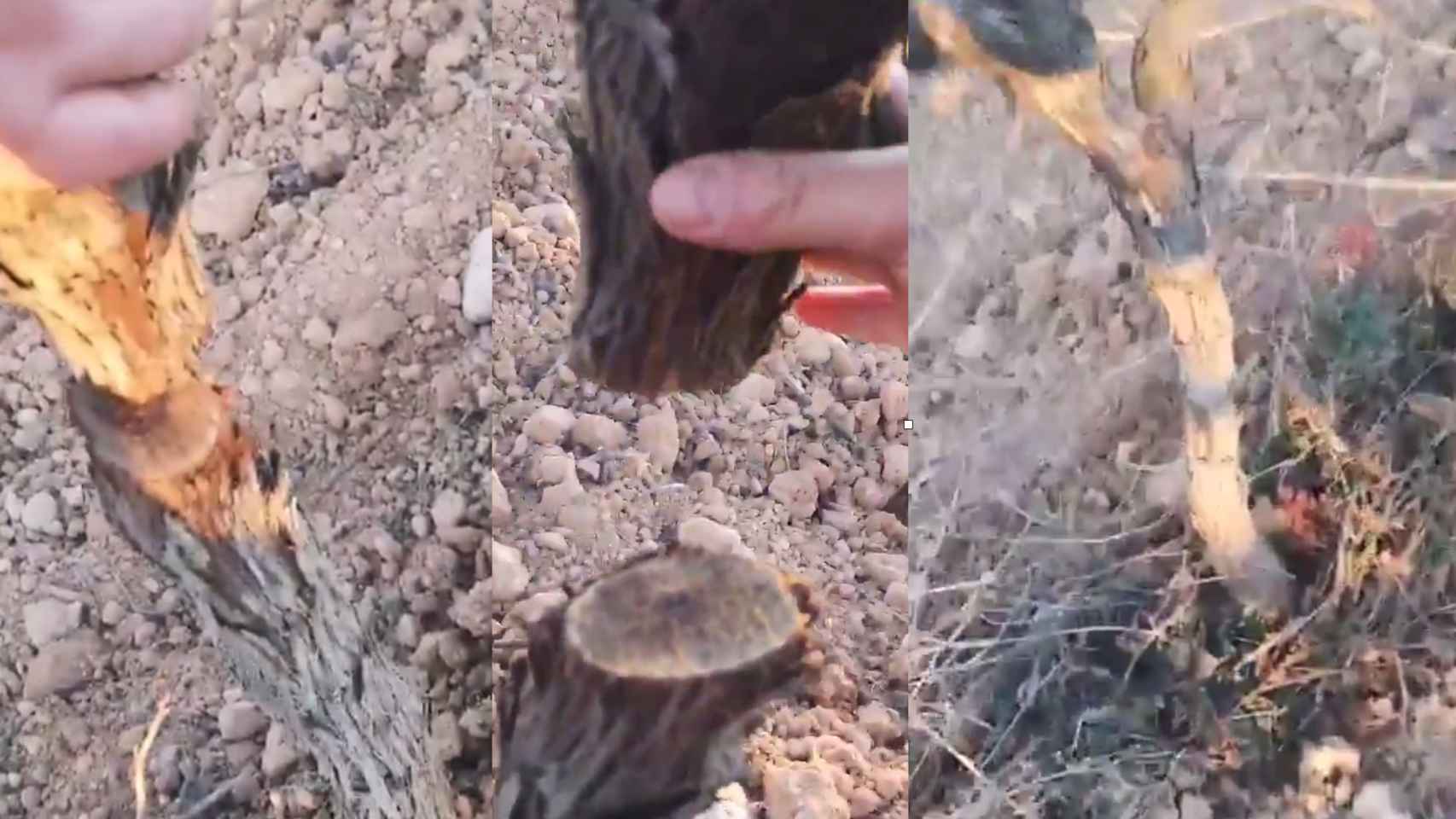 Decenas de viñas cortadas en una bodega de Tarragona / CELLER SANROMÀ