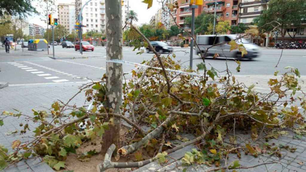 Ramas caídas en Barcelona a causa del vendaval / BOMBEROS DE BARCELONA