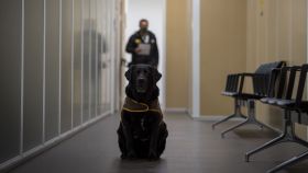 Un perro de Dogtor Animal en el pasillo de un juzgado