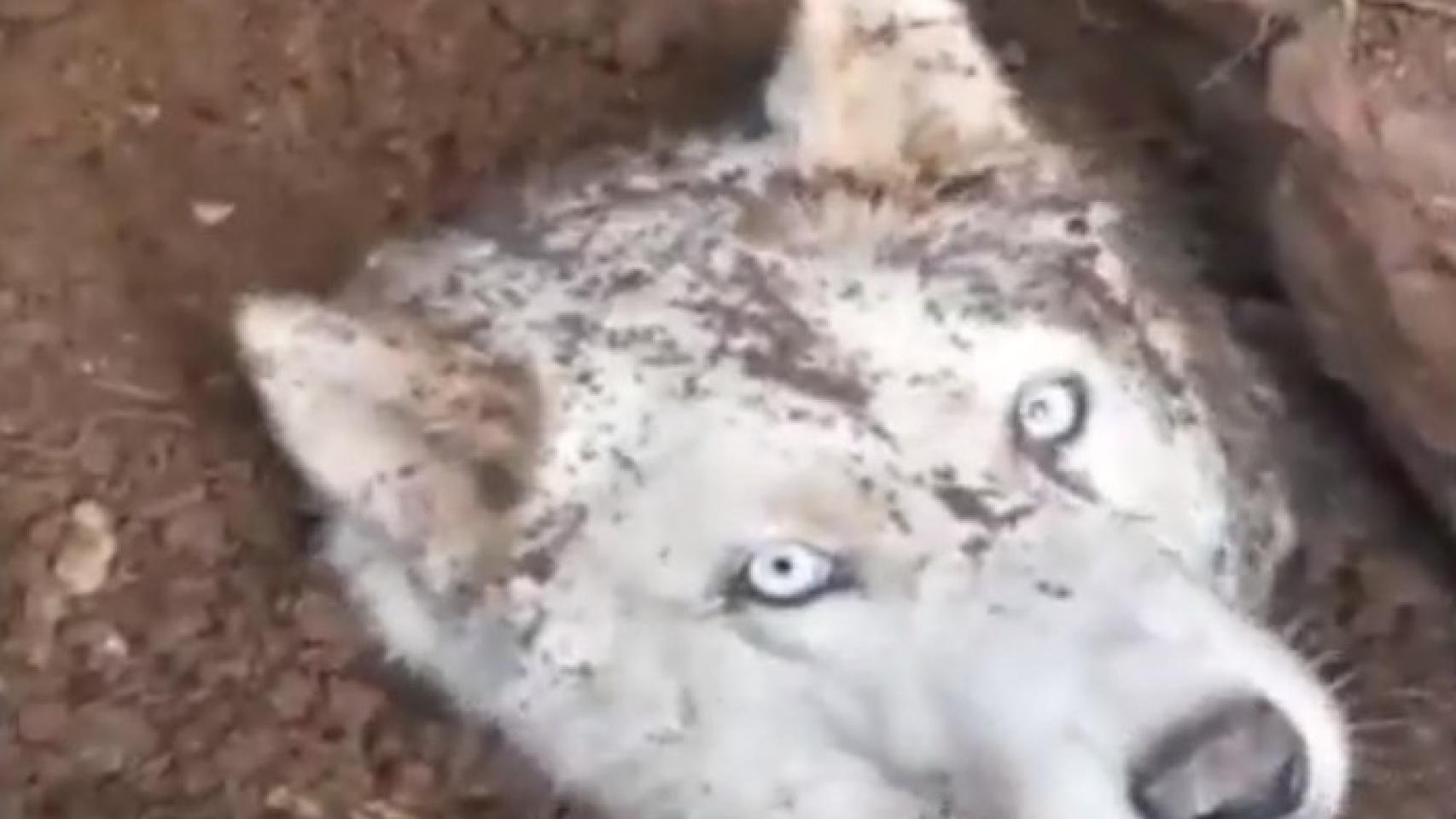 Cloud, el Husky atrapado en Artés