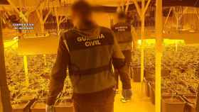 Agentes de la Guardia Civil en una plantación de marihuana