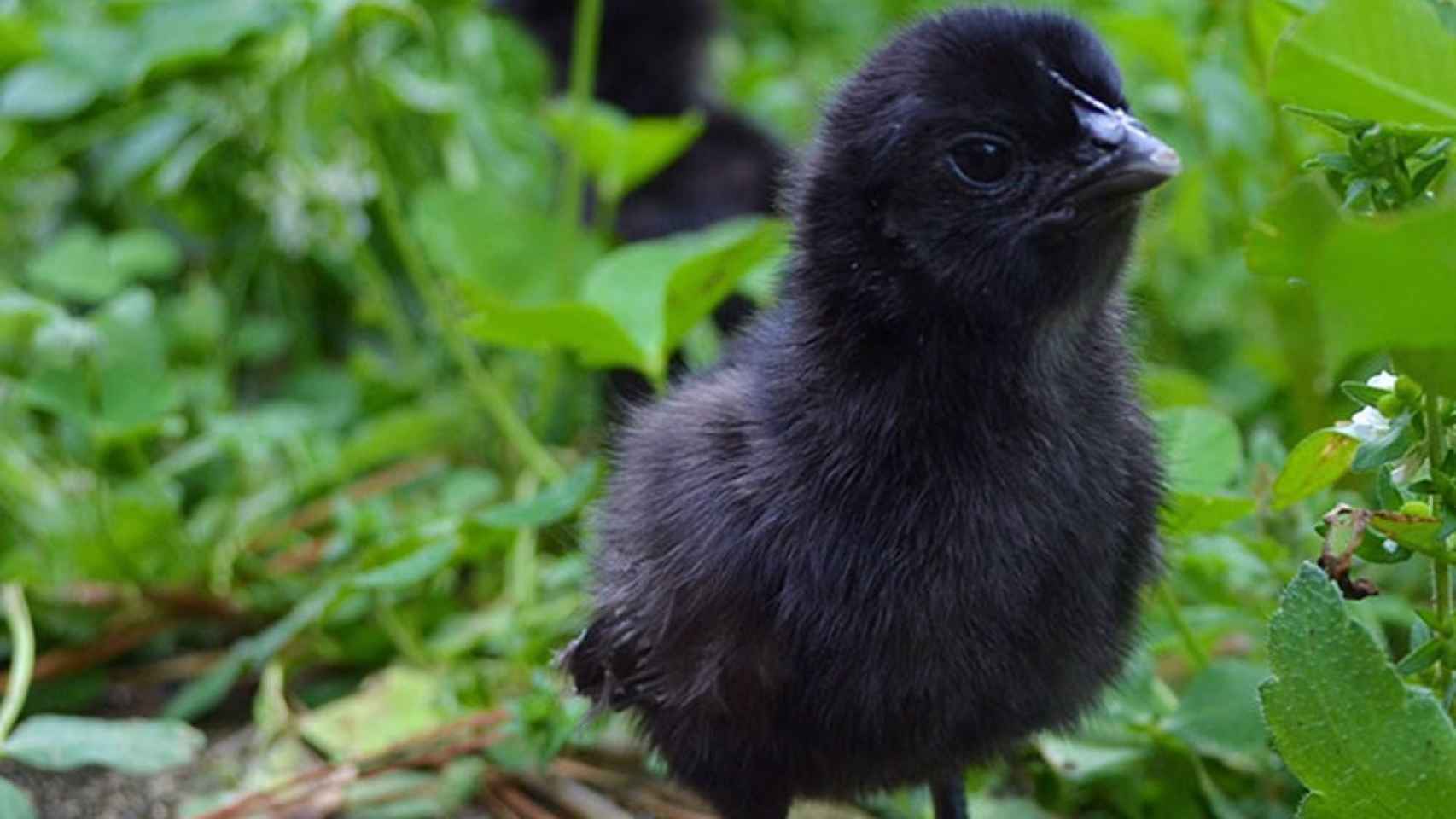 Un pollito negro