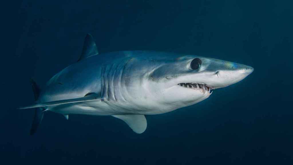 Un tiburón cerca de la isla de Nantucket