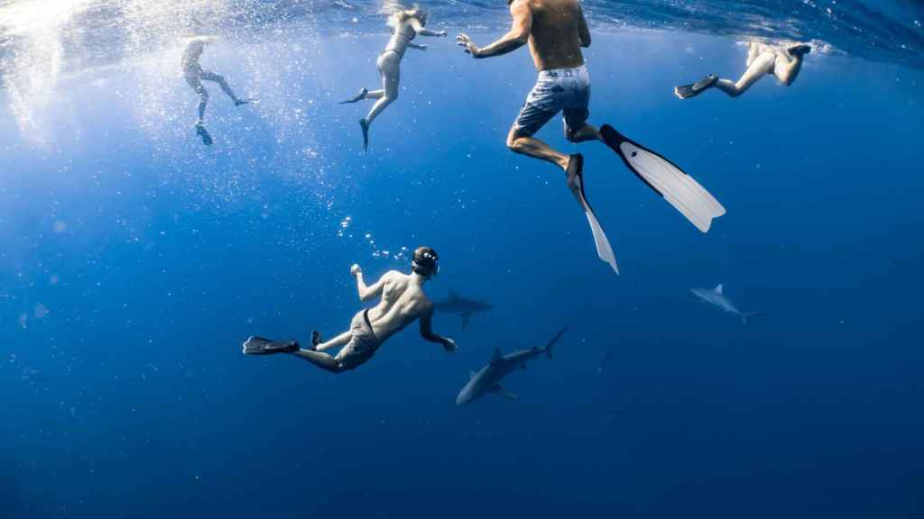 Bañistas nadando con tiburones