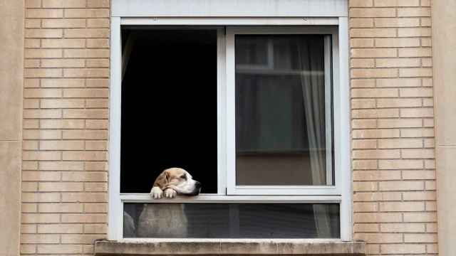 Un perro en una ventana