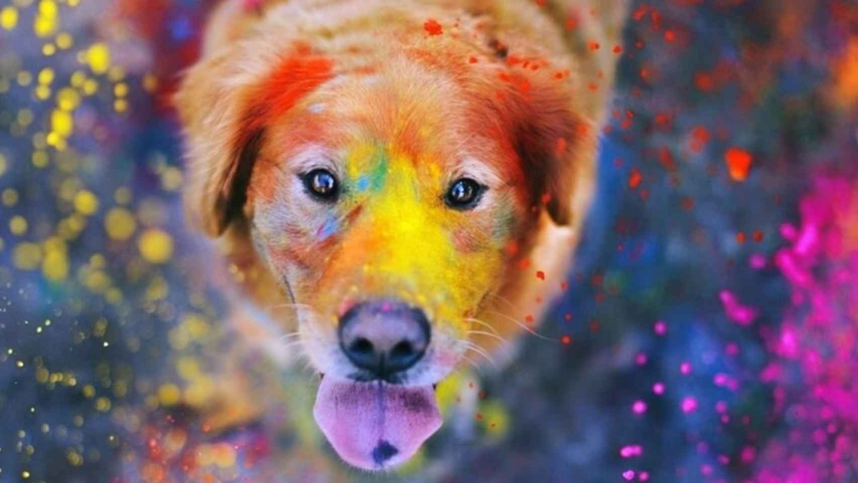 Imagen de un perro en una fiesta holi