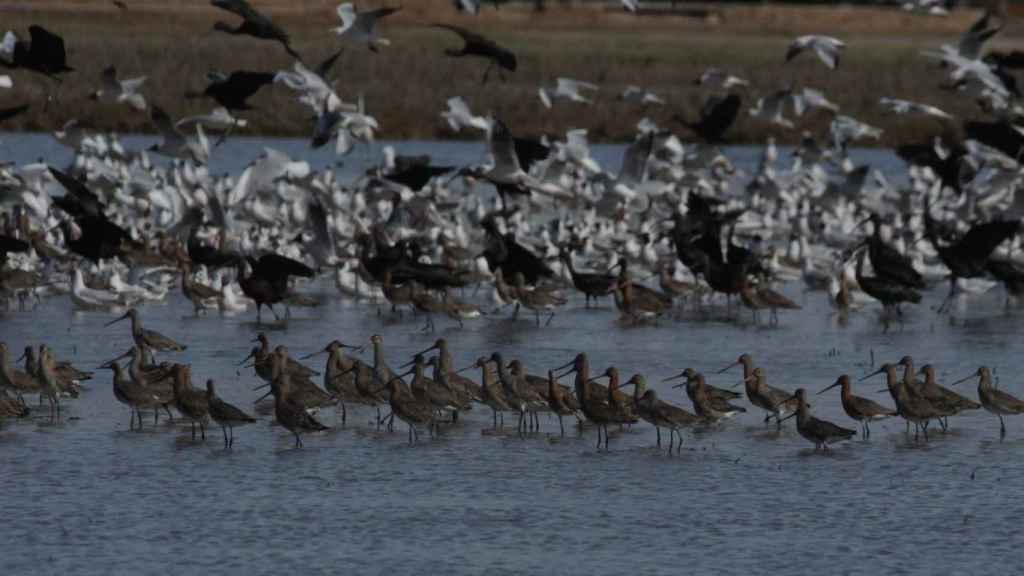 El Instituto Pirenaico de Ecología ha estudiado el control de la especie invasora caracol manzana en el Delta del Ebro y la Albufera