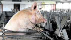 Un cerdo de engorde en una granja de Cataluña, afectada por las restricciones por la sequía