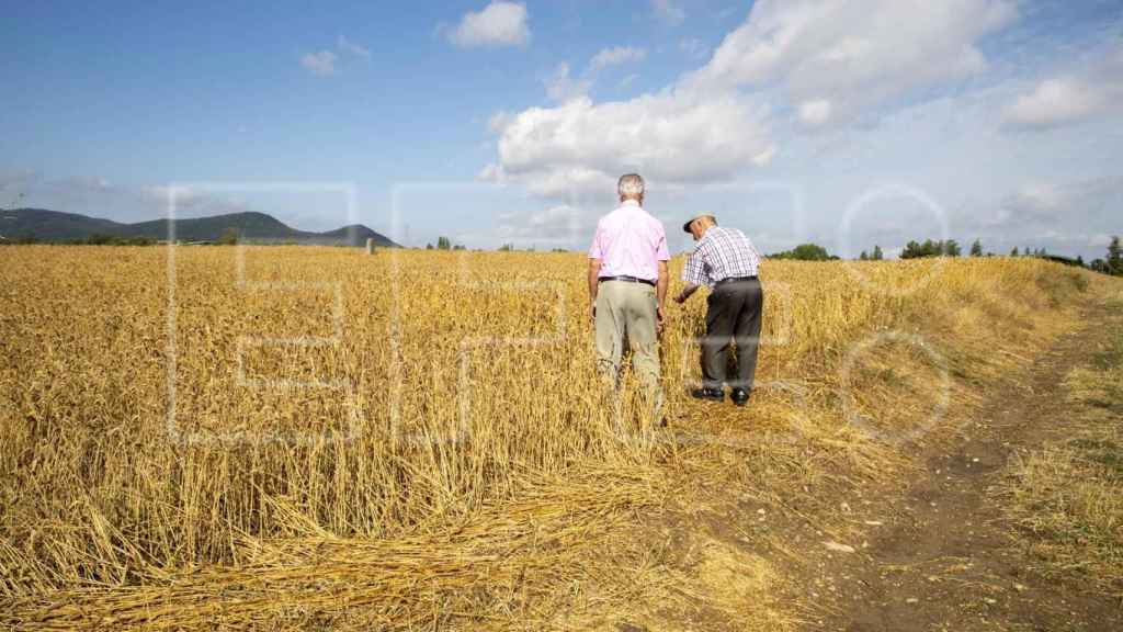 Foto de archivo de dos hombres observan los daños producidos en un campo de trigo tras una granizada