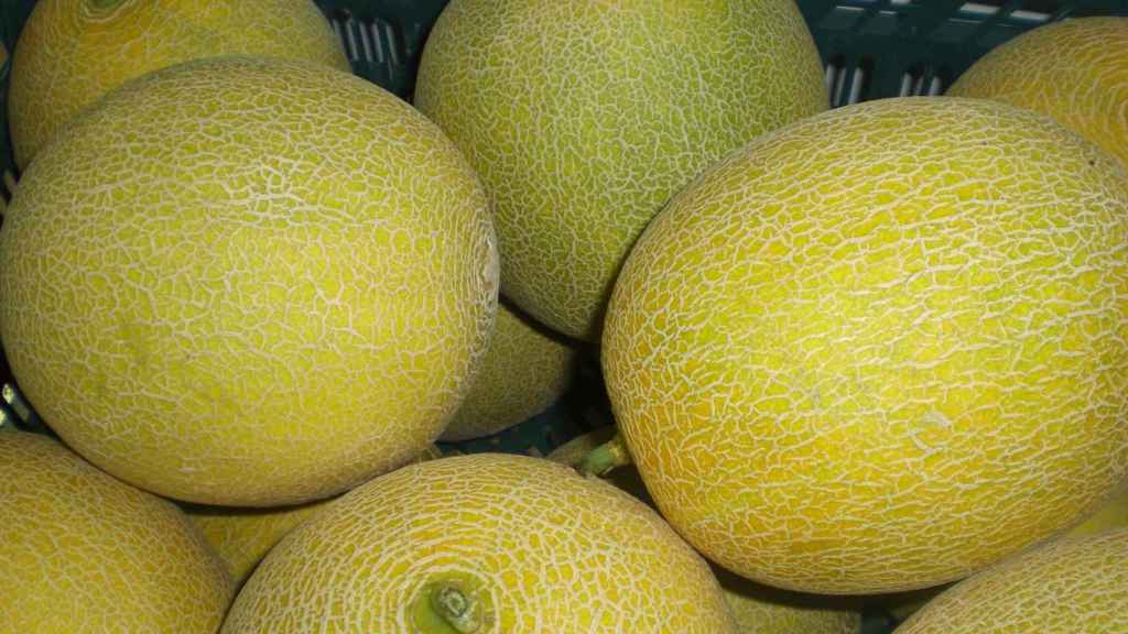 Melones, foto de archivo
