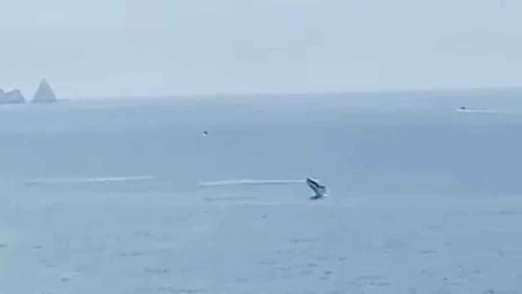 Una ballena ante la costa de Pals