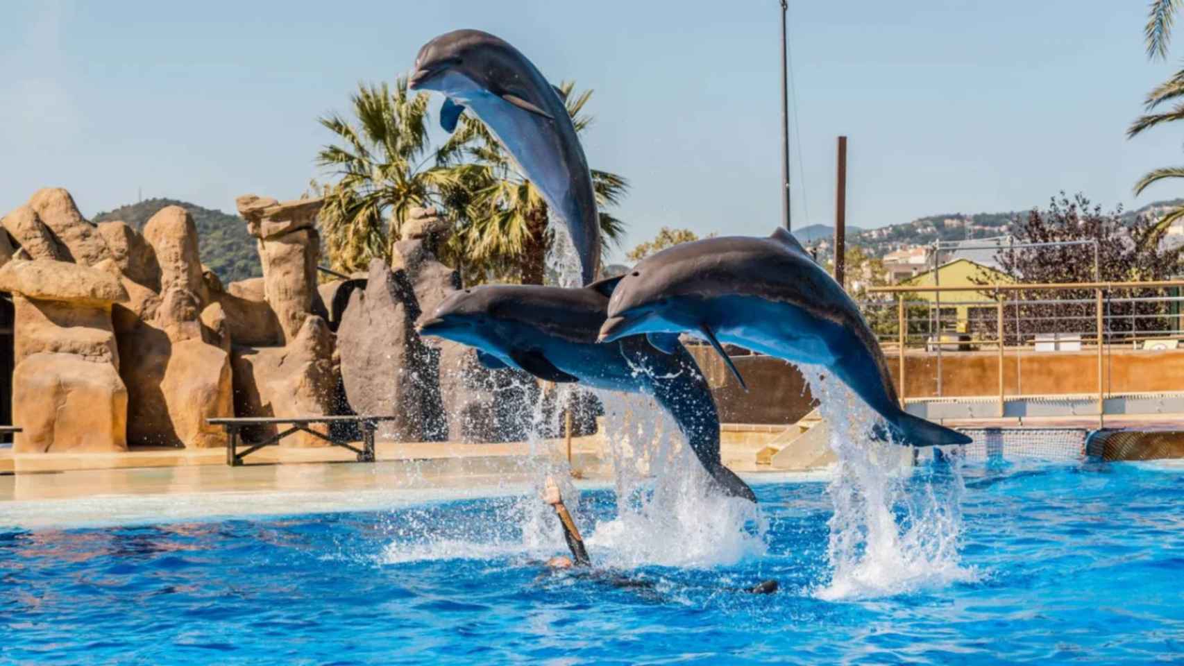 Exhibición de delfines