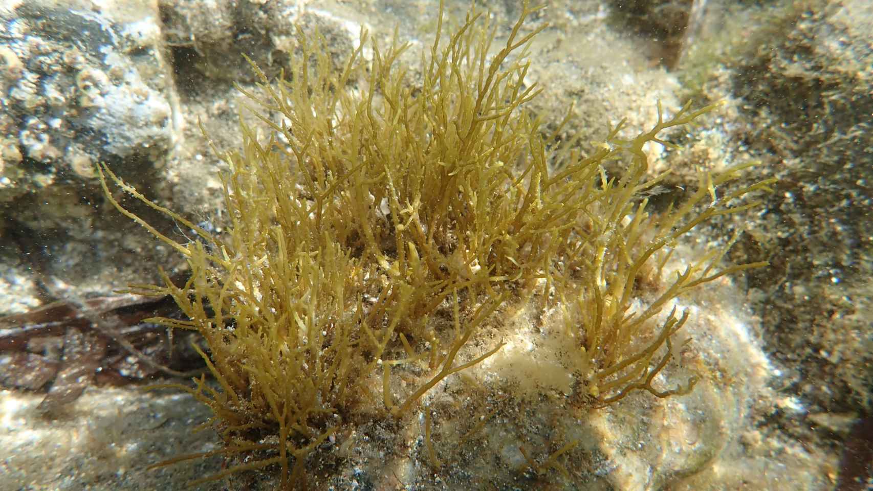 Gongolaria barbata