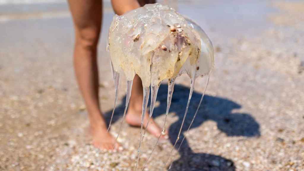 Una medusa en la playa