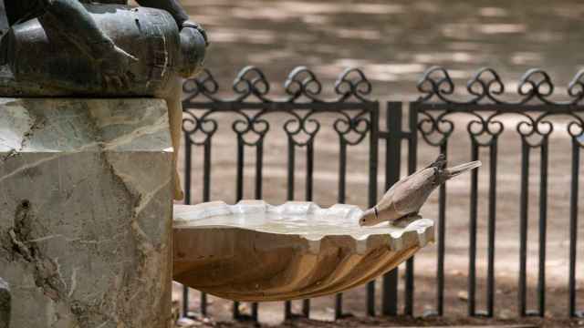 Una paloma bebe agua en una fuente