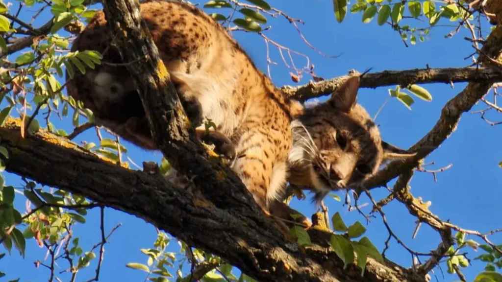 El lince ibérico avistado en Úbeda