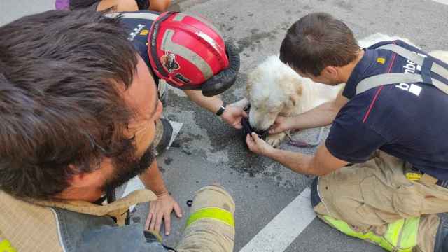 Agentes de la Policía Municipal de Terrassa y efectivos de los Bomberos de la Generalitat rescatan a un perro