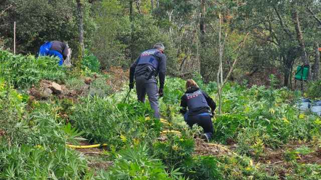 Agentes de los Mossos d'Esquadra en la plantación de marihuana desmantelada en Prades